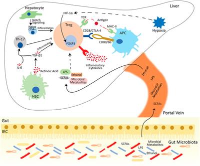 Fine-tuning of regulatory T cells is indispensable for the metabolic steatosis-related hepatocellular carcinoma: A review